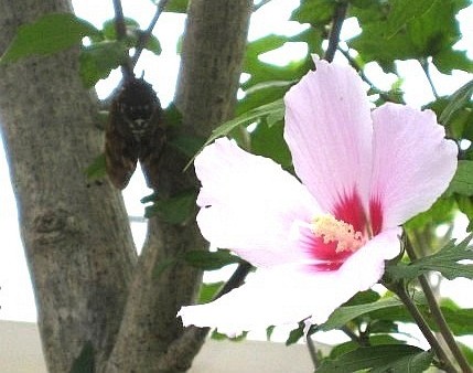 アブラゼミと＜ムクゲ＞...