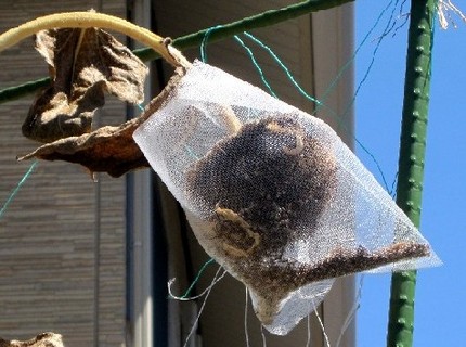 ＜ヒマワリの種＞