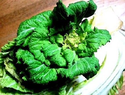 ファルコン植物記（４２）ど根性...