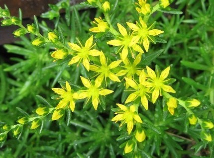 ファルコン植物記（５３）黄色い...