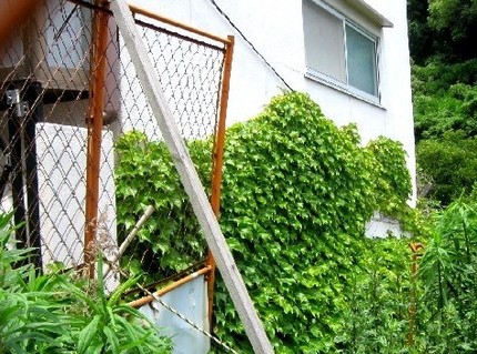 ＜壁のツタ＞