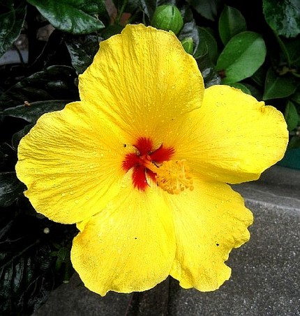 ファルコン植物記（６０）黄色の...