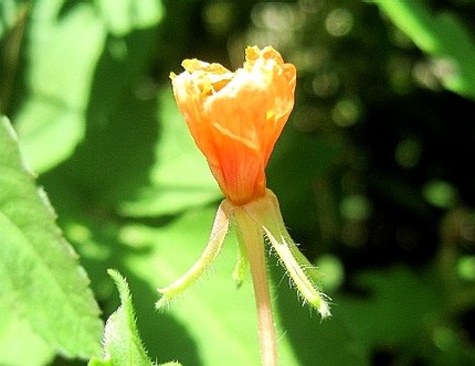 ファルコン植物記（７１）黄色の...