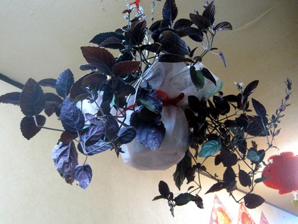 ファルコン植物記（７３）＜ヘミ...