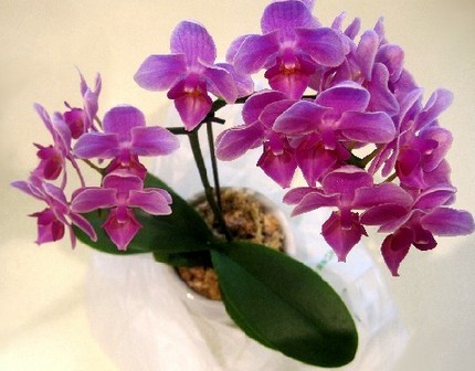 ファルコン植物記（７８）お誕生...