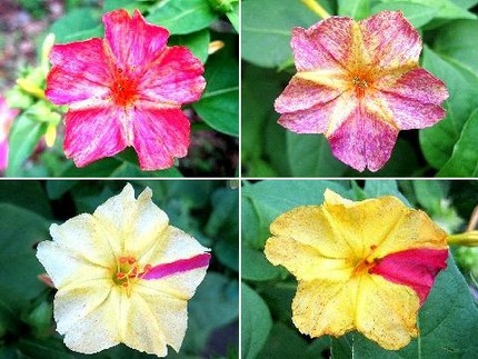 ファルコン植物記（９５）絞り模...