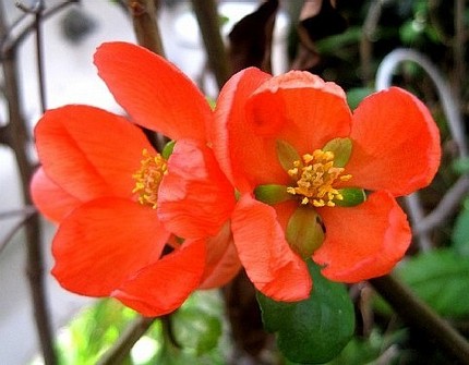 ファルコン植物記（１０５）緋紅...