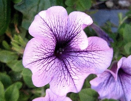 ファルコン植物記（１２５）紫色...