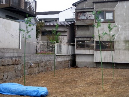 ＜地鎮祭の青笹＞