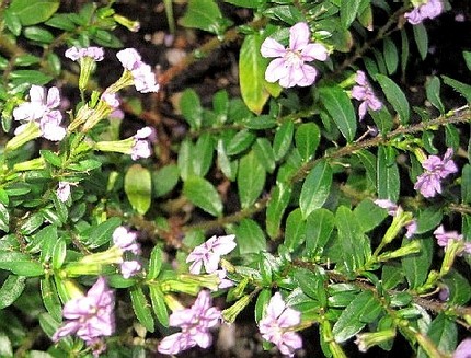 ファルコン植物記（１２６）薄紫...