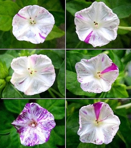 ファルコン植物記（１２７）絞り...