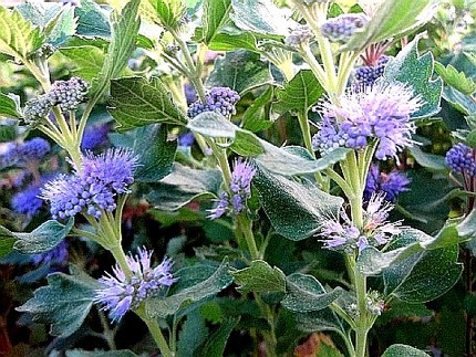 ファルコン植物記（１３３）青紫...