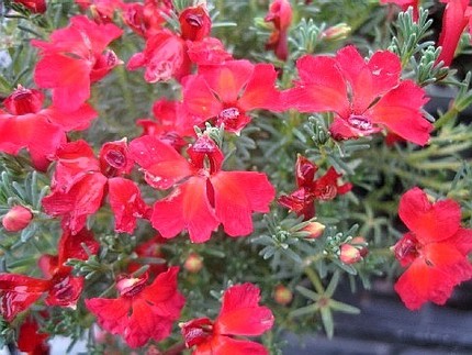 ファルコン植物記（１４５）赤色...