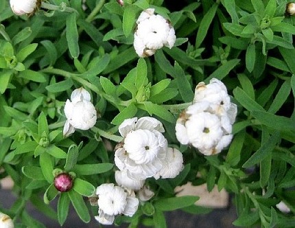 ファルコン植物記（１５３）白色...