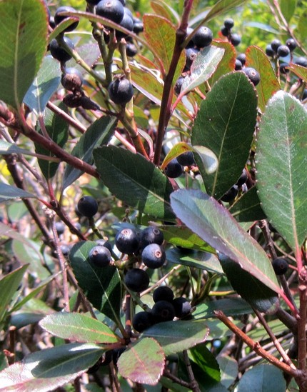 ファルコン植物記（１７８）藍黒...