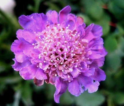 ファルコン植物記（１８５）青紫...