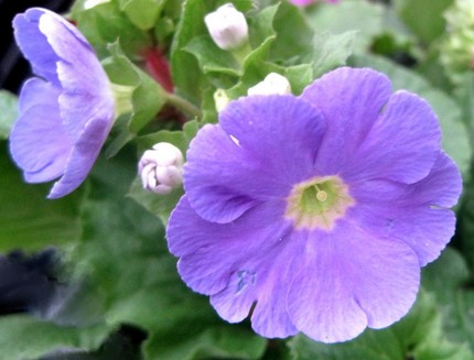 ファルコン植物記（１９１）薄紫...