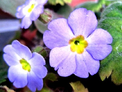 ファルコン植物記（１９８）青紫...