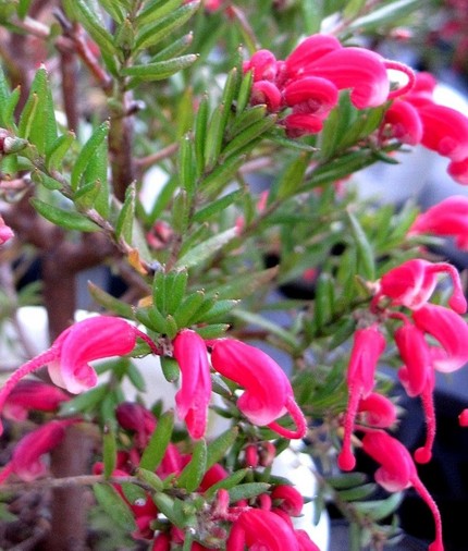 ファルコン植物記（２０１）深紅...