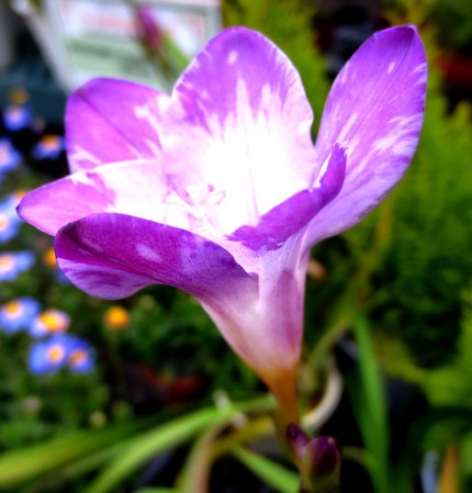 ファルコン植物記（２４５）青紫...