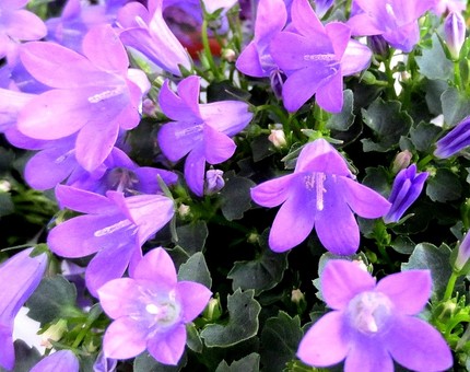 ファルコン植物記（２４８）青紫...