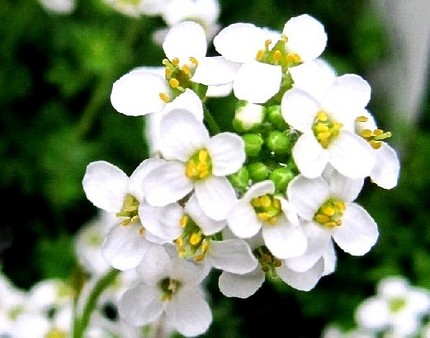 ファルコン植物記（２５５）白色...