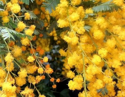 ファルコン植物記（２６２）黄色...
