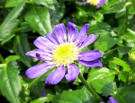 ファルコン植物記（２８３）青紫...