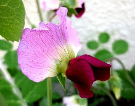 ファルコン植物記（３０６）赤紫...