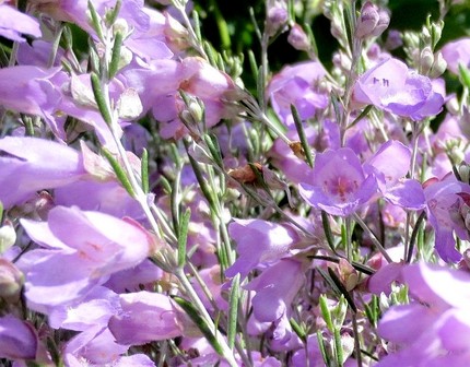 ファルコン植物記（３０９）薄紫...