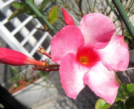 ファルコン植物記（３１１）赤紅...