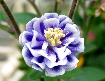 ファルコン植物記（３１９）八重...