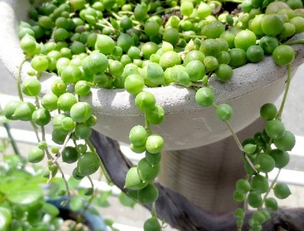 ファルコン植物記（３１５）玉状...