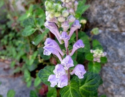 ファルコン植物記（３０３）淡紫...