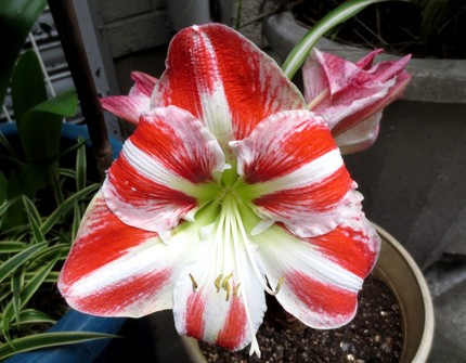 ファルコン植物記（３１０）紅白...