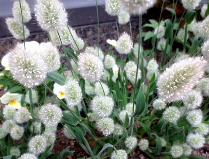 ファルコン植物記（３３１）白色...