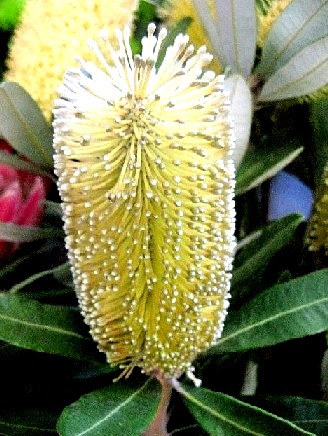 ファルコン植物記（３３０）淡黄...