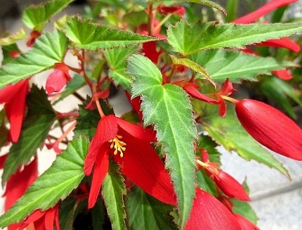 ファルコン植物記（３１３）＜球...