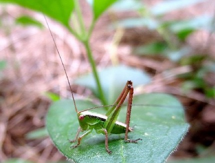 ファルコン昆虫記（６４）我が家...