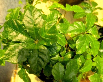 ファルコン植物記（３３７）掌の...
