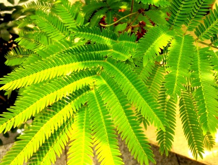 ファルコン植物記（３３８）葉を...