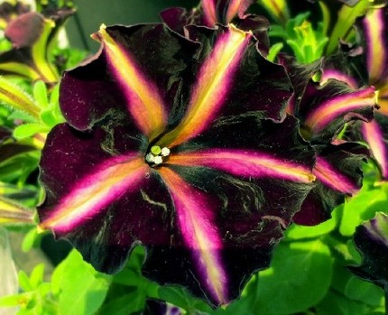 ファルコン植物記（３３９）黒色...