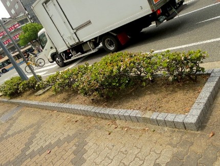 ＜植え込みの刈り込み＞