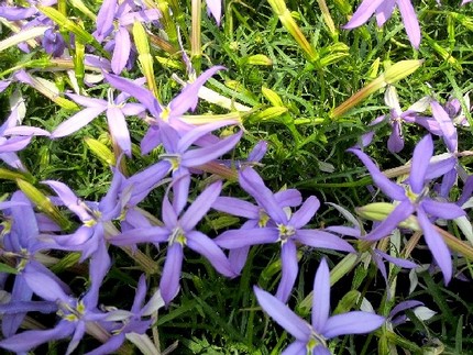 ファルコン植物記（３４６）青紫...