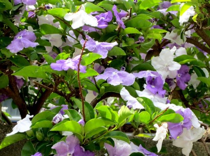 ファルコン植物記（３５０）紫色...