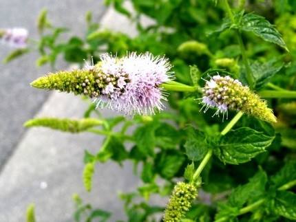 ファルコン植物記（３６３）白色...