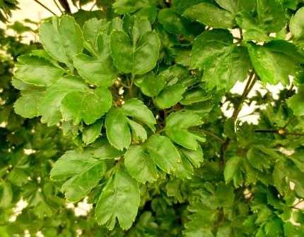 ファルコン植物記（３６４）丸葉...