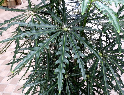ファルコン植物記（３６５）放射...