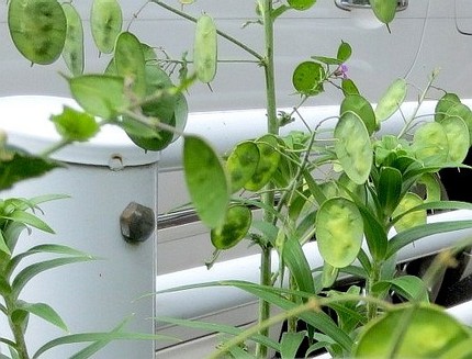 ファルコン植物記（３６８）小判...