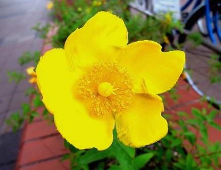 ファルコン植物記（３７２）黄色...